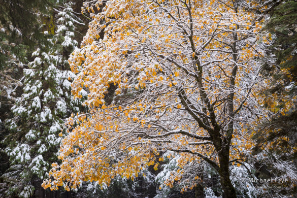 Snow-covered California black oak, late autumn, Yosemite NP, CA, USA