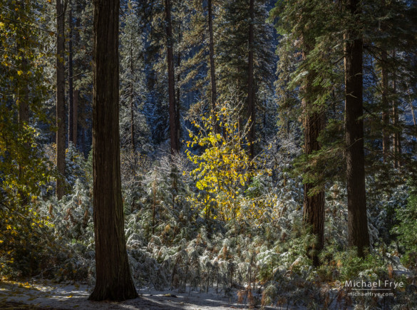 Lone autumn maple among snow-covered incense cedars and ponderosa pines, Yosemite NP, CA, USA