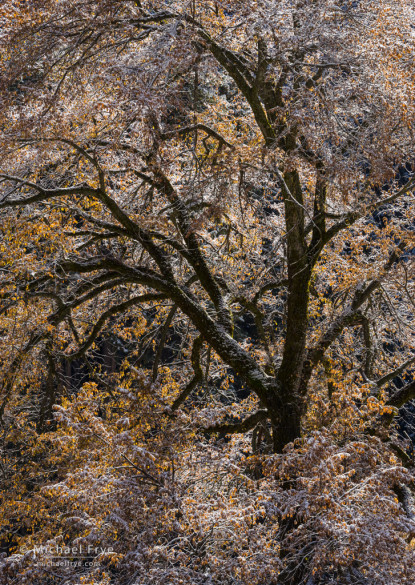 Elm tree in autumn after a dusting of snow, Yosemite NP, CA, USA