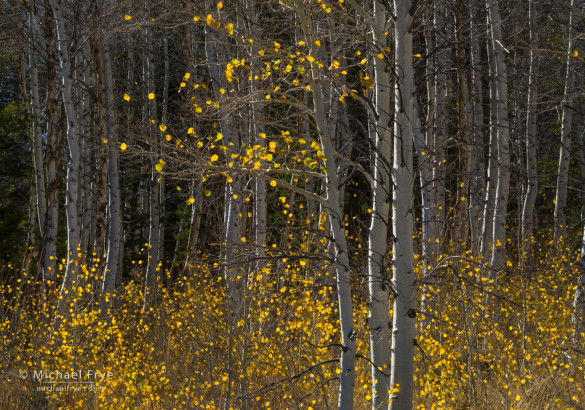 Aspens in late-afternoon sunlight, Inyo NF, CA, USA