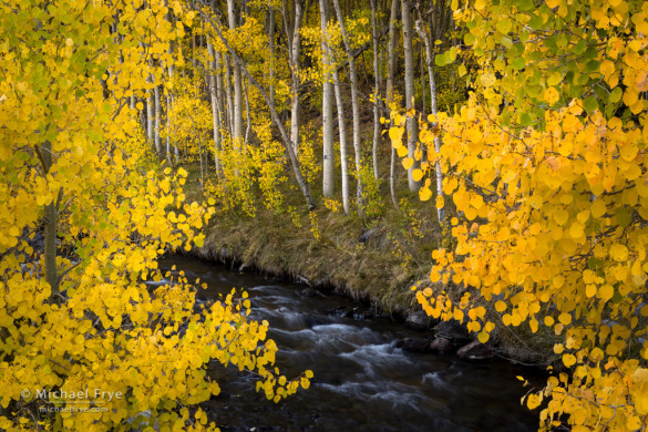 Aspens and creek, Bishop Creek Canyon, Inyo NF, CA, USA