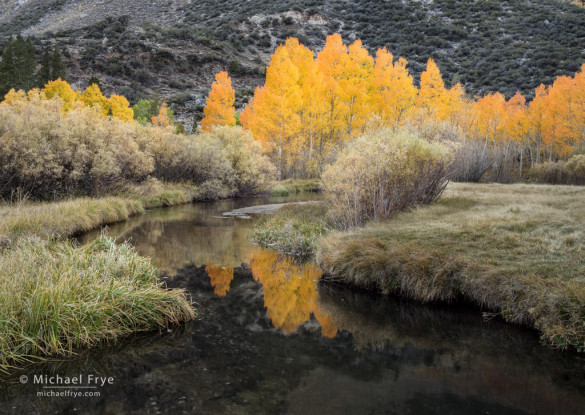 Aspens and creek, Bishop Creek Canyon, Inyo NF, CA, USA