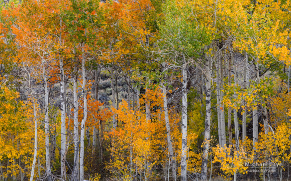 Aspen colors, autumn, Inyo NF, CA, USA