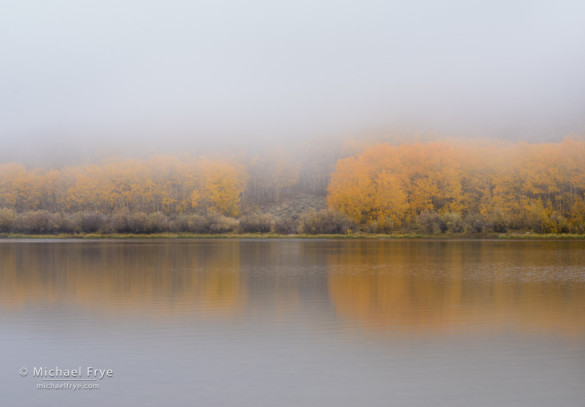 Aspens in fog, North Lake, Inyo NF, CA, USA