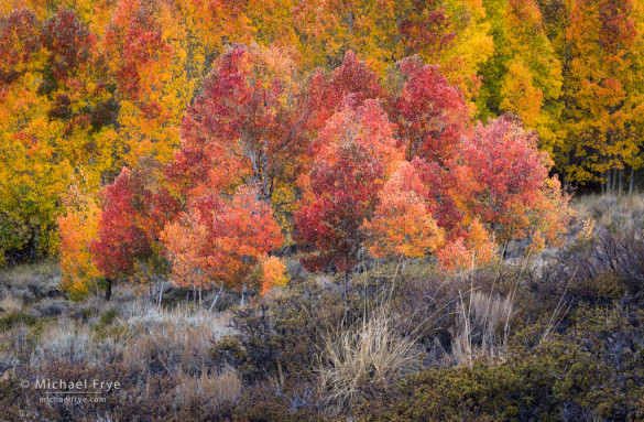 Aspens and sagebrush, autumn, Inyo NF, CA, USA