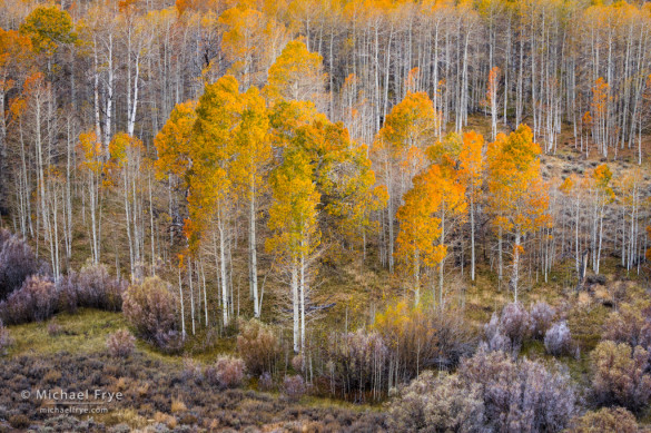 Aspens and willows, Inyo NF, CA, USA