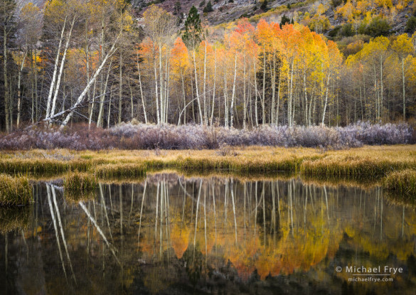 Aspens reflected in a beaver pond, Inyo NF, CA, USA