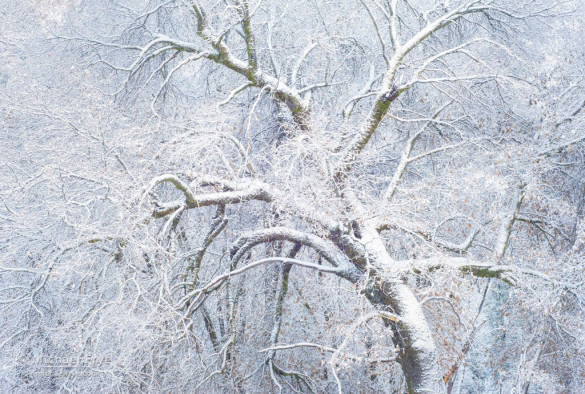 California black oak in snow, Yosemite NP, CA, USA