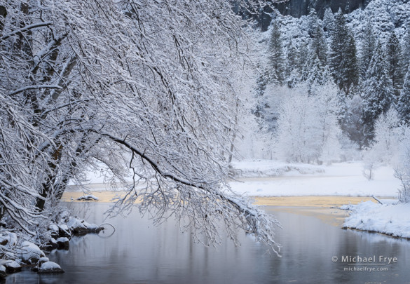 Alders along the bank of the Merced River after a snowstorm, Yosemite NP, CA, USA