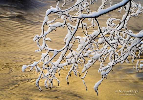 Snow-covered alder branches hanging over the Merced River, Yosemite NP, CA, USA