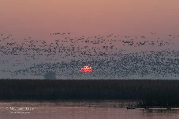 Ross's geese taking flight at sunrise, San Joaquin Valley, CA, USA