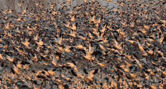 Ross's geese lifting off in early-morning light, San Joaquin Valley, CA, USA