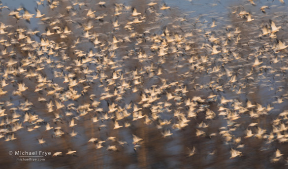 Ross's geese, San Joaquin Valley, CA, USA