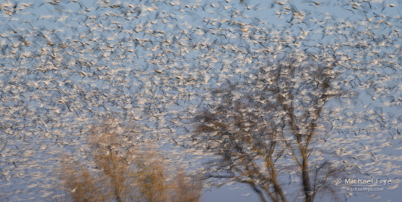Ross's geese and cottonwood trees, San Joaquin Valley, CA, USA