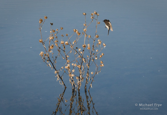 Black phoebe in a San Joaquiin Valley marsh, CA, USA