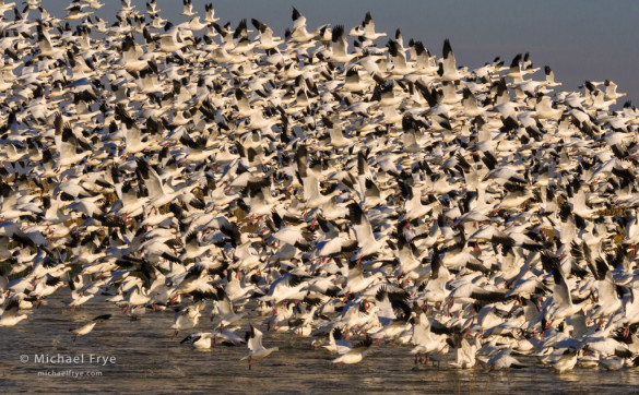 Ross's geese lifting off from a San Joaquin Valley marsh, CA, USA