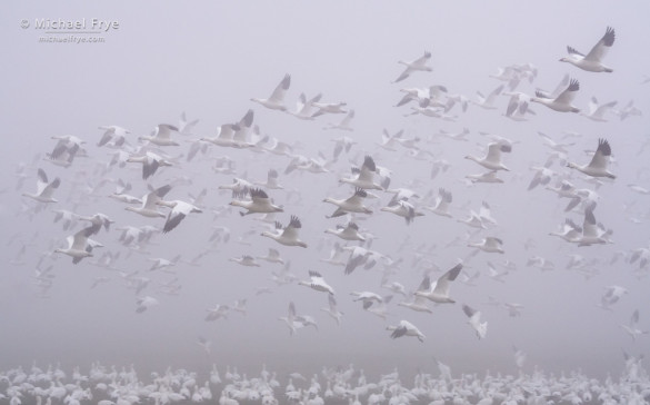 Ross's geese taking flight in the fog, San Joaquin Valley, CA, USA