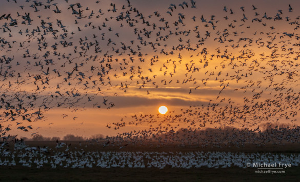 Ross's geese taking flight at sunset, San Joaquin Valley, CA, USA