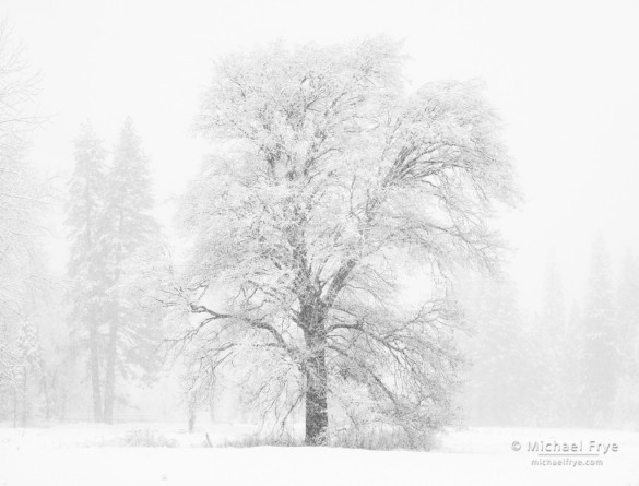 Oak and pines in snowstorm, Yosemite NP, CA, USA