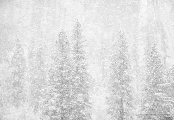 Pines and Middle Cathedral Rock in a snowstorm, Yosemite NP, CA, USA