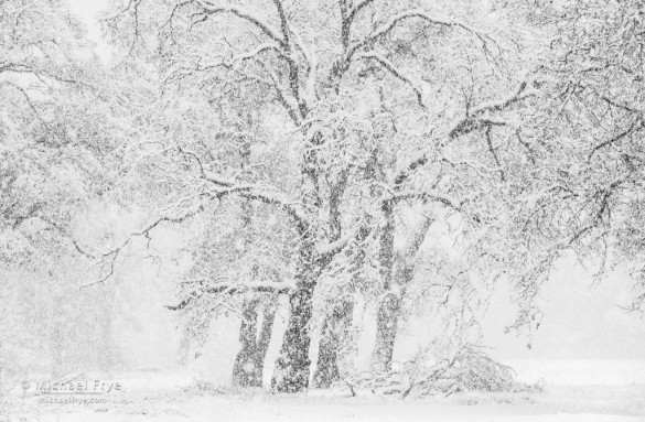 Snowy oaks, Yosemite NP, CA, USA