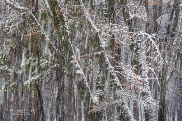 Oaks, cedars, and falling snow, Yosemite NP, CA, USA