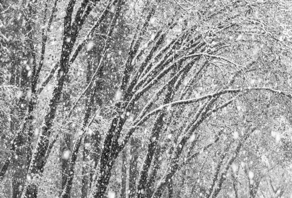 Oak trees in a snowstorm, Yosemite NP, CA, USA