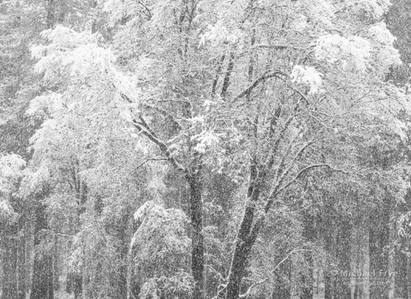 Oak tree with falling snow, Yosemite NP, CA, USA