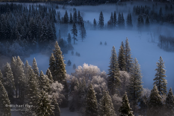 Meadow, trees, and fog, Yosemite NP, CA, USA