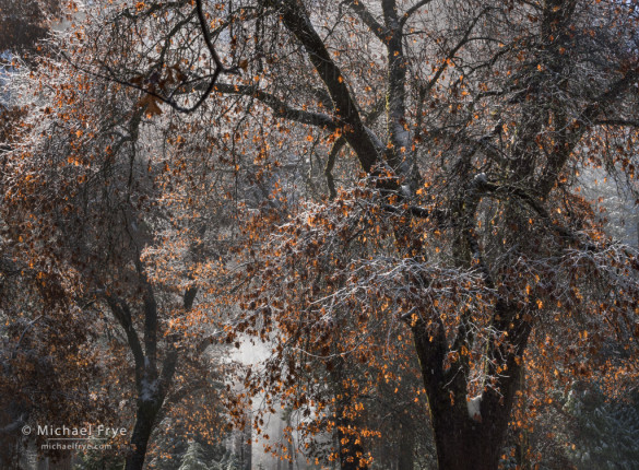 California black oaks with snow and mist, Yosemite NP, CA, USA