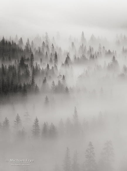 Trees and fog from Tunnel View, Yosemite NP, CA, USA