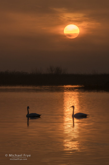 Tundra swans at sunrise in a San Joaquin Valley marsh, CA, USA