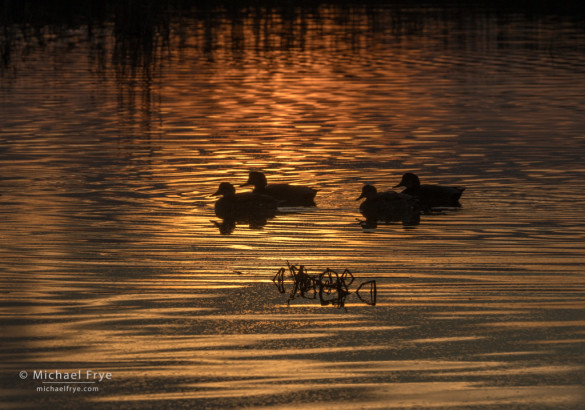 American wigeons at sunset, San Joaquin Valley, CA, USA