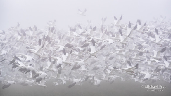 Ross's geese taking flight in fog, San Joaquin Valley, CA, USA