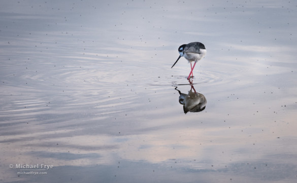 Black-necked stilt feeding on insects, San Joaquin Valley, CA, USA