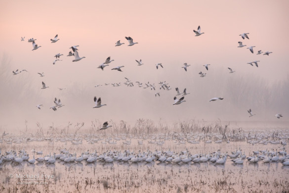 Ross's geese in the fog at sunrise, San Joaquin Valley, CA, USA