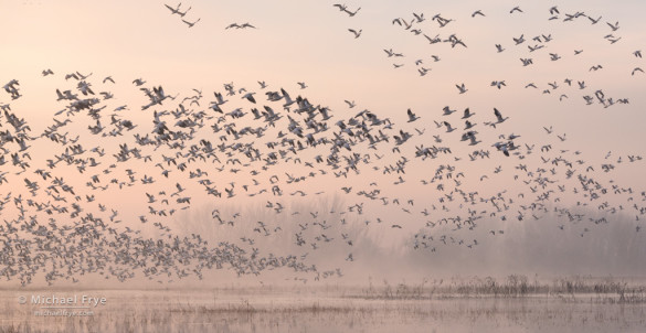 Ross's geese taking flight at sunrise, San Joaquin Valley, CA, USA