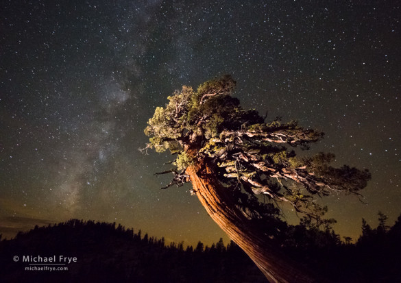 Sierra juniper and the Milky Way, Olmsted Point, Yosemite NP, CA, USA