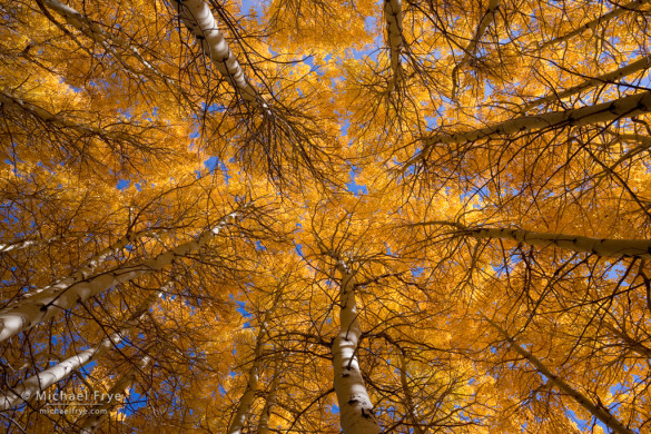 Aspen grove, June Lake Loop, Inyo NF, CA, USA