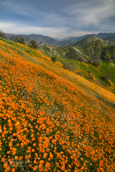 Hillside with poppies, Sierra NF, CA, USA