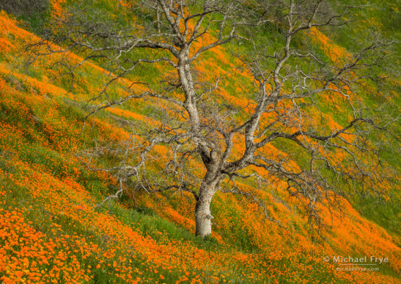 Blue oak and poppies, Sierra NF, CA, USA