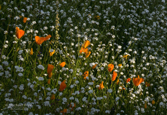 Poppies and popcorn flowers, Sierra NF, CA, USA