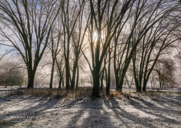 Sun breaking through fog in an oak grove, Yosemite NP, CA, USA