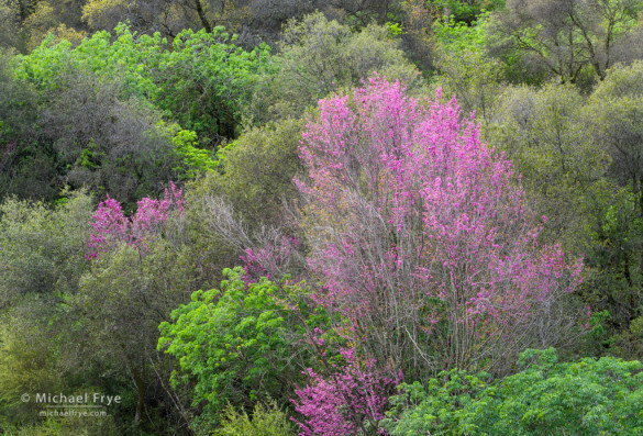 Redbuds in the Sierra Nevada foothills, Mariposa Country, CA, USA