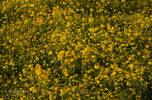 Goldfields and other yellow composites in a vernal pool, San Joaquin Valley, CA, USA