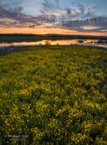 White-faced ibises, goldfields, and a vernal pool at sunset, San Joaquin Valley, CA, USA