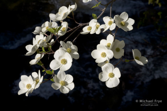 Dogwood blossoms, Yosemite Valley, Yosemite NP, CA, USA