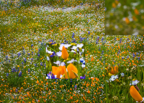 The first image of the focus-stacking sequence, focused on the foreground at the bottom (click the image to see it larger)