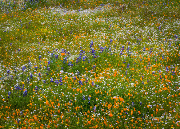 Poppies, lupines, goldfields, and tri-colored gilia, Merced River Canyon, Sierra Nevada foothills, CA, USA