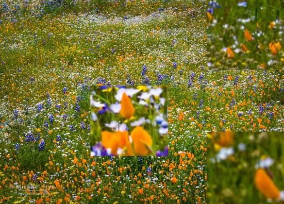 The third image of the focus-stacking sequence, focused still further back